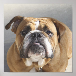 Bulldog-Gesicht - English Bulldog, Brown Poster