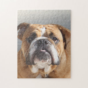 Bulldog-Gesicht - English Bulldog, Brown Puzzle