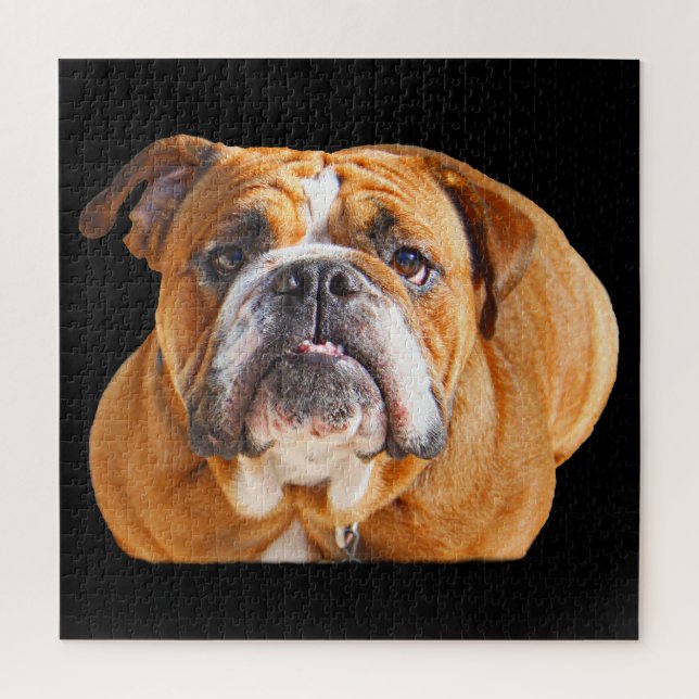 Bulldog-Gesicht - English Bulldog, Brown Puzzle (Vertikal)