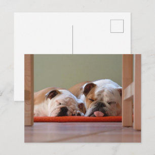 Bulldog-Gruppe schläft Postkarte