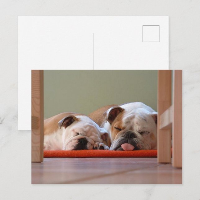 Bulldog-Gruppe schläft Postkarte (Vorne/Hinten)