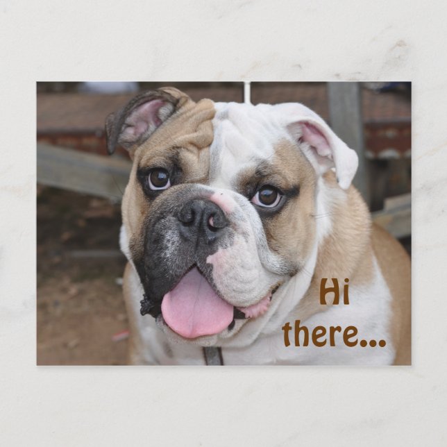Bulldog "Hi da" Postkarte (Vorderseite)