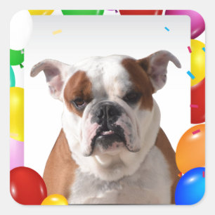 Bulldog Hund mit bunten Balloons Geburtstag Thema Quadratischer Aufkleber