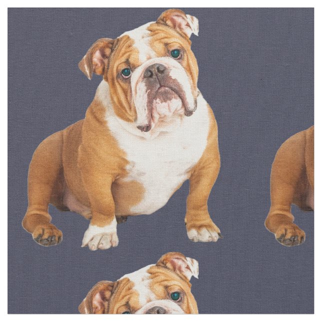 Bulldog Hund Pop Stoff (Nahaufnahme)