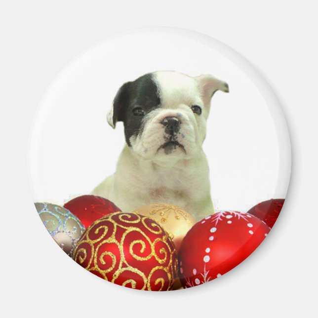 Bulldog-Hündchen Magnet (Vorne)