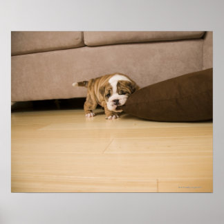 Bulldog Hündchen Poster