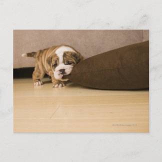 Bulldog Hündchen Postkarte