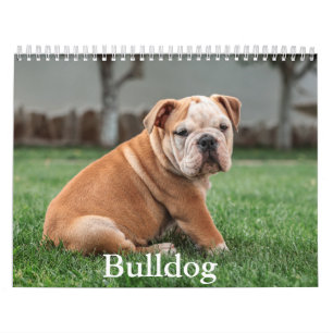 Bulldog-Hundekalender Kalender