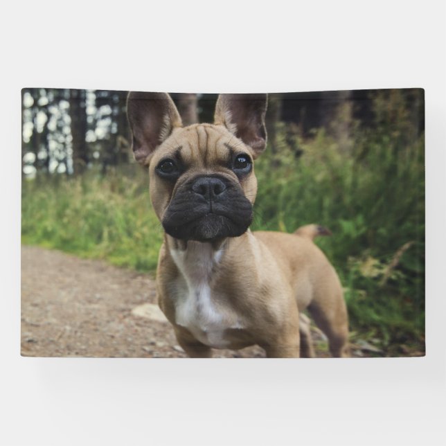 Bulldog-Kissen Banner (Horizontal)