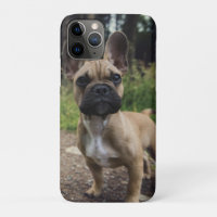 Bulldog-Kissen