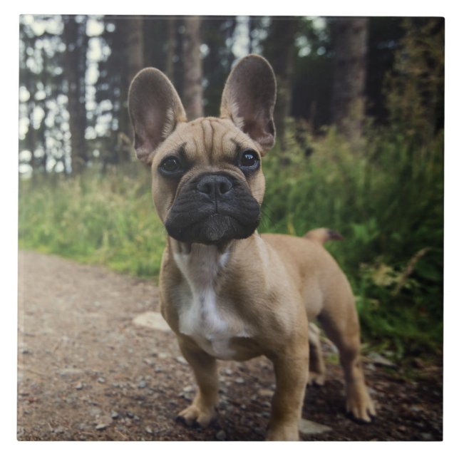 Bulldog-Kissen Fliese (Vorderseite)