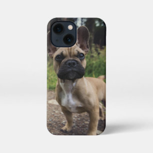 Bulldog-Kissen iPhone 13 Mini Hülle