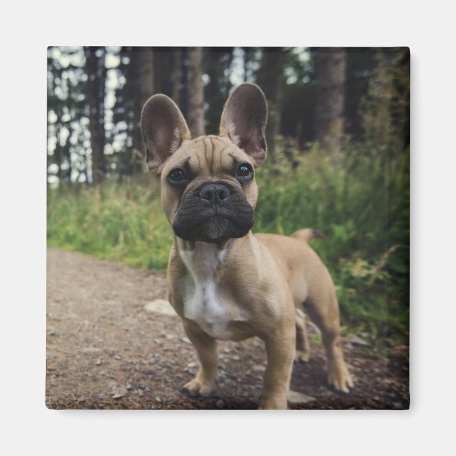Bulldog-Kissen Magnet (Vorne)