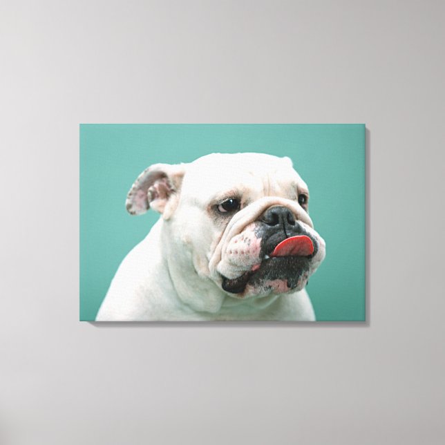 Bulldog Leinwanddruck (Vorderseite)
