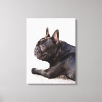 Bulldog