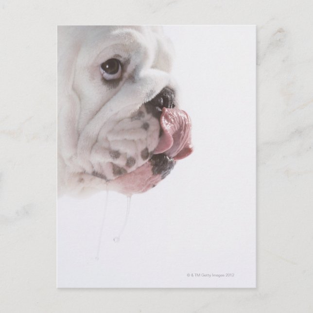 Bulldog Licking Postkarte (Vorderseite)