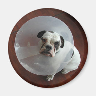 Bulldog Magnet