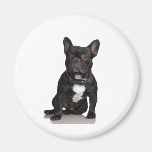 Bulldog Magnet