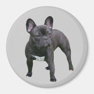 Bulldog Magnet