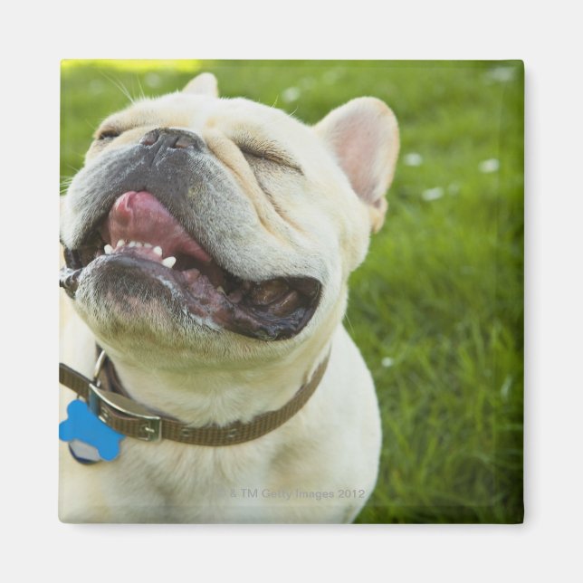 Bulldog Magnet (Vorne)