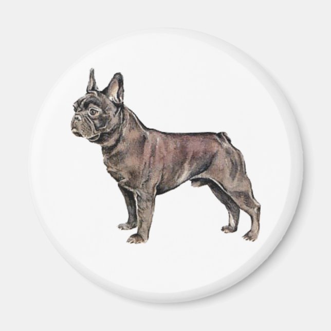 Bulldog-Magnet Magnet (Vorne)