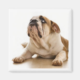 Bulldog-Magnet Magnet