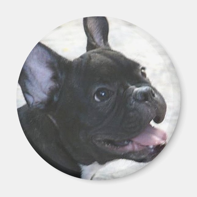 Bulldog-Magnet Magnet (Vorne)