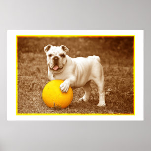 Bulldog mit Ball-Poster Poster