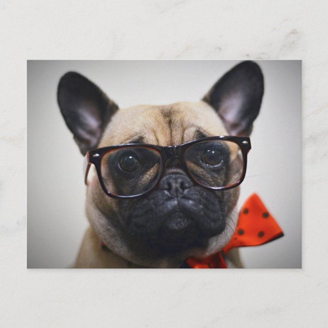 Bulldog mit Brille und Bow-Krawatte Postkarte (Vorderseite)