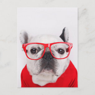 Bulldog mit Brille und Shirt Postkarte