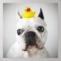 Bulldog mit Gummi-Ente