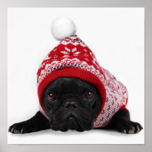 Bulldog mit Kapuzenpullover Poster