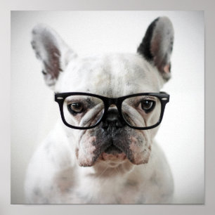 Bulldog mit schwarzer Brille Poster