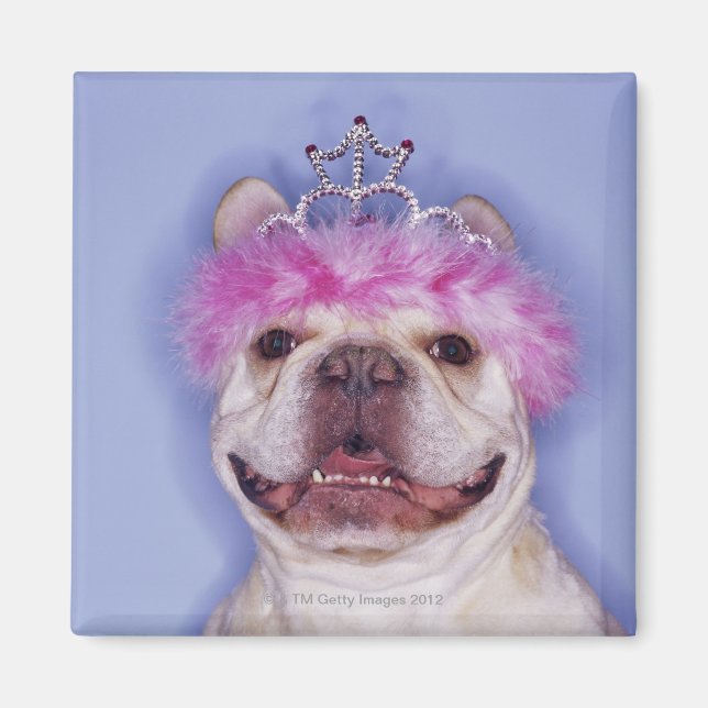 Bulldog mit Tiara Magnet (Vorne)