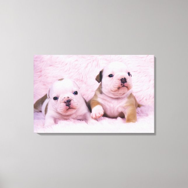 Bulldog; oft als englischer Bulldog bezeichnet. Is Leinwanddruck (Vorderseite)