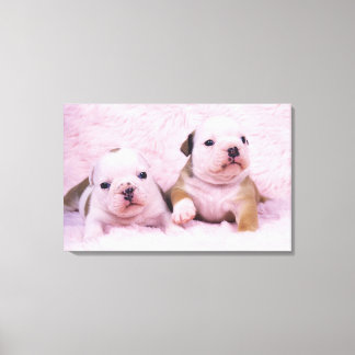 Bulldog; oft als englischer Bulldog bezeichnet. Is Leinwanddruck