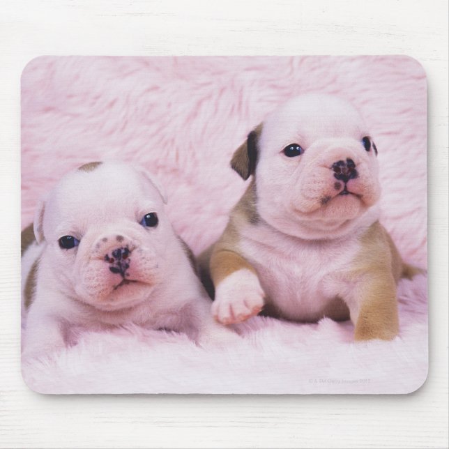 Bulldog; oft als englischer Bulldog bezeichnet. Is Mousepad (Vorne)