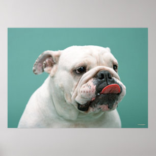 Bulldog Poster