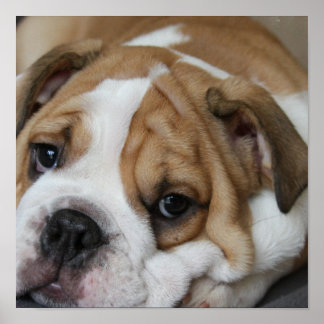 Bulldog-Poster Poster