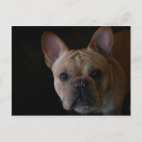 Bulldog