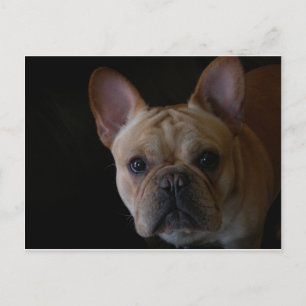 Bulldog Postkarte