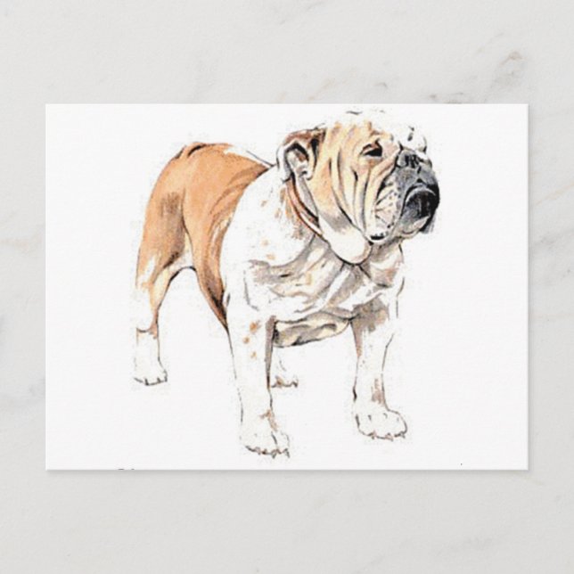 Bulldog Postkarte (Vorderseite)