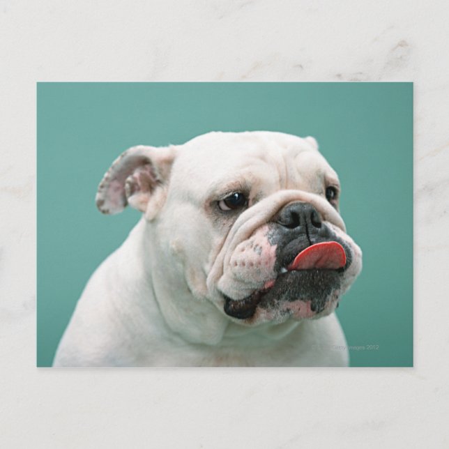 Bulldog Postkarte (Vorderseite)