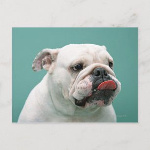 Bulldog Postkarte