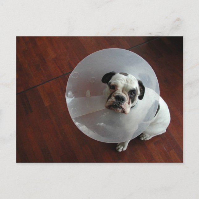 Bulldog Postkarte (Vorderseite)