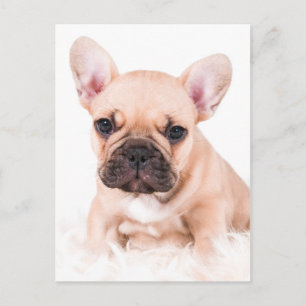 Bulldog Postkarte