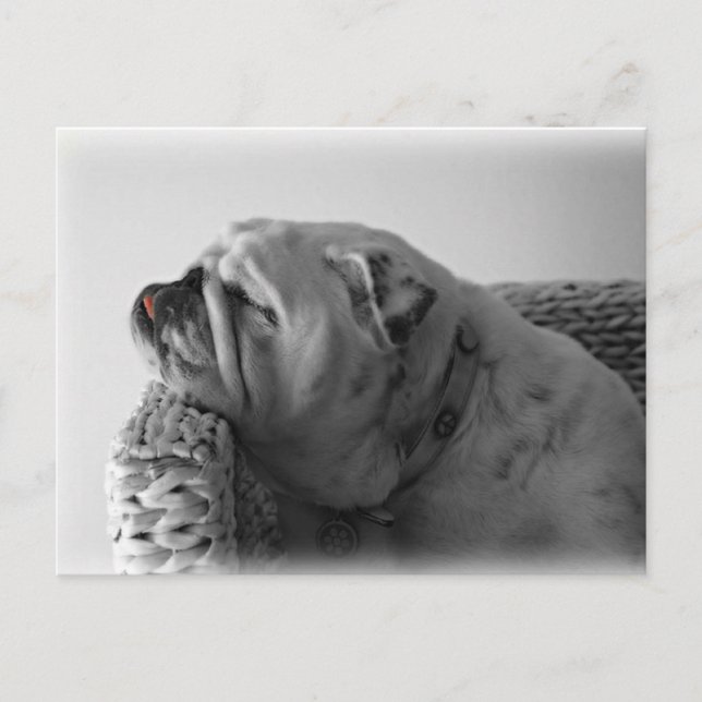 Bulldog Postkarte (Vorderseite)