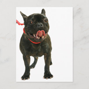 Bulldog Postkarte