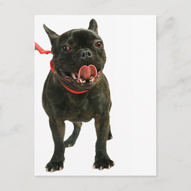 Bulldog Postkarte (Vorderseite)