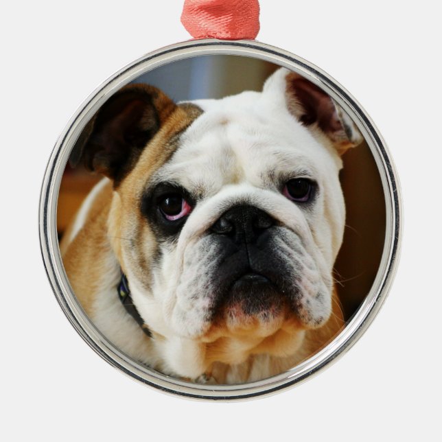Bulldog Premium Ornament (Vorne)